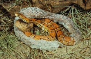 Red Rat or Corn Snake shedding skin (Elaphe guttata)